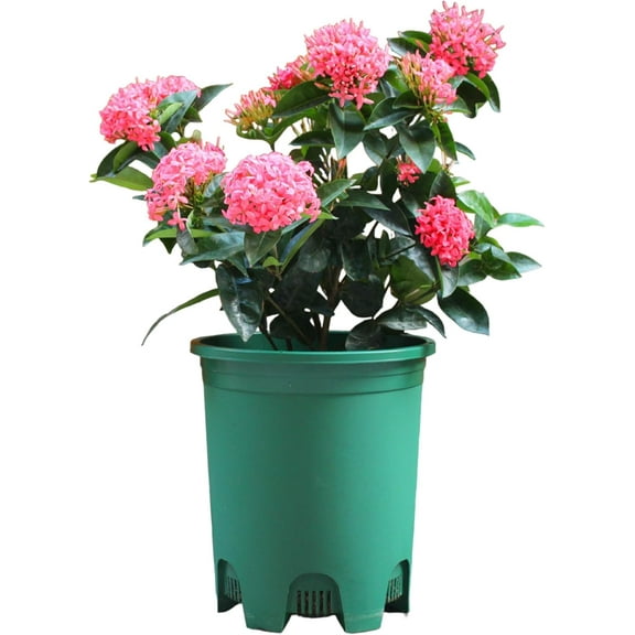 Wholesale Nursery Pot in BulkPlastic Planters for Outdoor Indoor Gardening Flower Pots with Drainage Holes Color