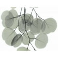thumbnail image 3 of Koetsier, Albert 24x19 Black Modern Framed Museum Art Print Titled - Descending Eucalyptus 5, 3 of 5