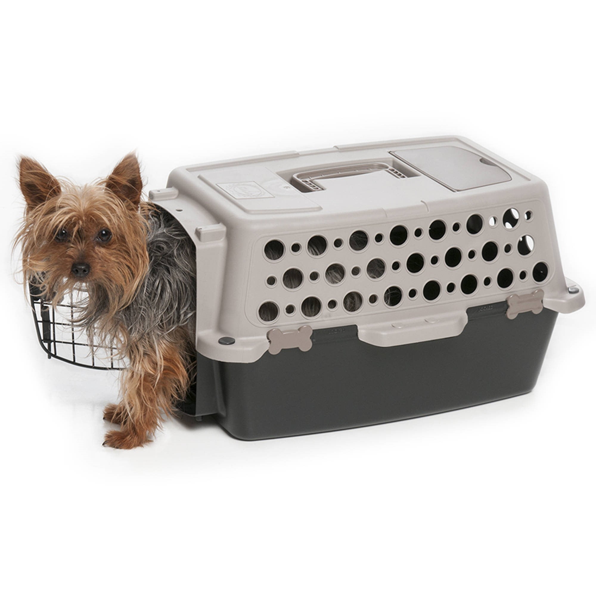 dog in carrier