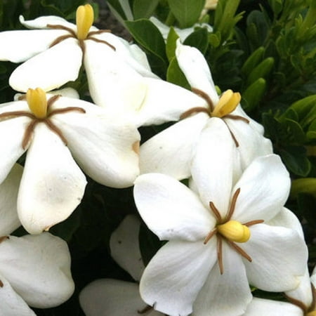 Hardy Daisy Gardenia | Live Evergreen Shrub - White Fragrant