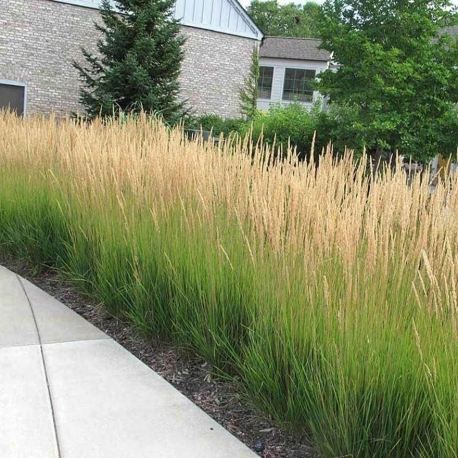 Feather Reed Grass Karl Foerster  3 Live Plants  Calamagrostis X Acutiflora  Drought Tolerant Cold Hardy Low Maintenance Ornamental Grass