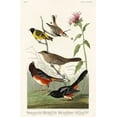 thumbnail image 2 of Audubon, John James 13x18 Black Ornate Wood Framed with Double Matting Museum Art Print Titled - Chestnut-coloured Finch, Black-headed Siskin, Black crown Bunting and Arctic Ground Finch, 2 of 4