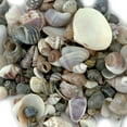 thumbnail image 3 of (4 pack) Craft Shells 150/Pkg-Natural, 3 of 3