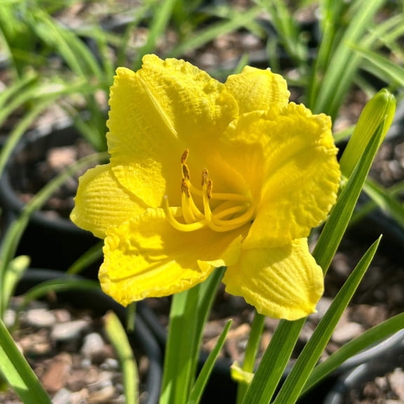Happy Returns Daylily - Hemerocallis 'Happy Returns'