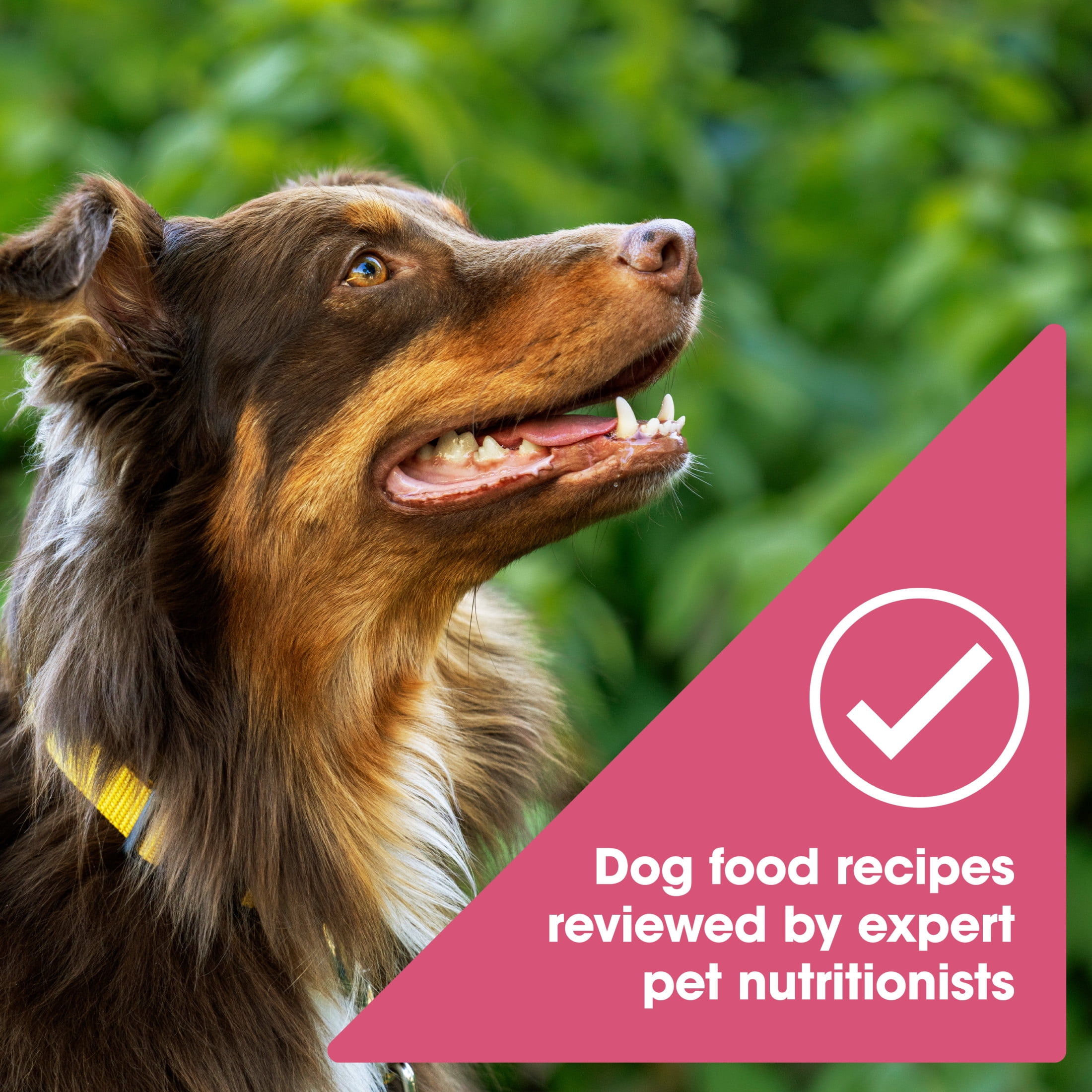 Nature's Recipe Grain Free Salmon, Sweet Potato & Pumpkin Dry Dog Food, 24 lb Bag