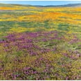 thumbnail image 2 of Zimmerman, Judith 15x15 Gold Ornate Wood Framed with Double Matting Museum Art Print Titled - California Fields of California Poppy-Goldfields-Owls Clover-Antelope Valley, 2 of 4