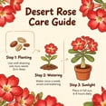 thumbnail image 3 of Premium Desert Rose For Planting-Ornamental-Exquisite Variegated Blossoms-Ideal Yard & Patio Decor(Non-Artificial), 3 of 5
