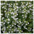 thumbnail image 2 of Everwilde Farms - 1 oz Organic English Thyme Herb Seeds - Gold Vault Bulk Seed Packet, 2 of 4