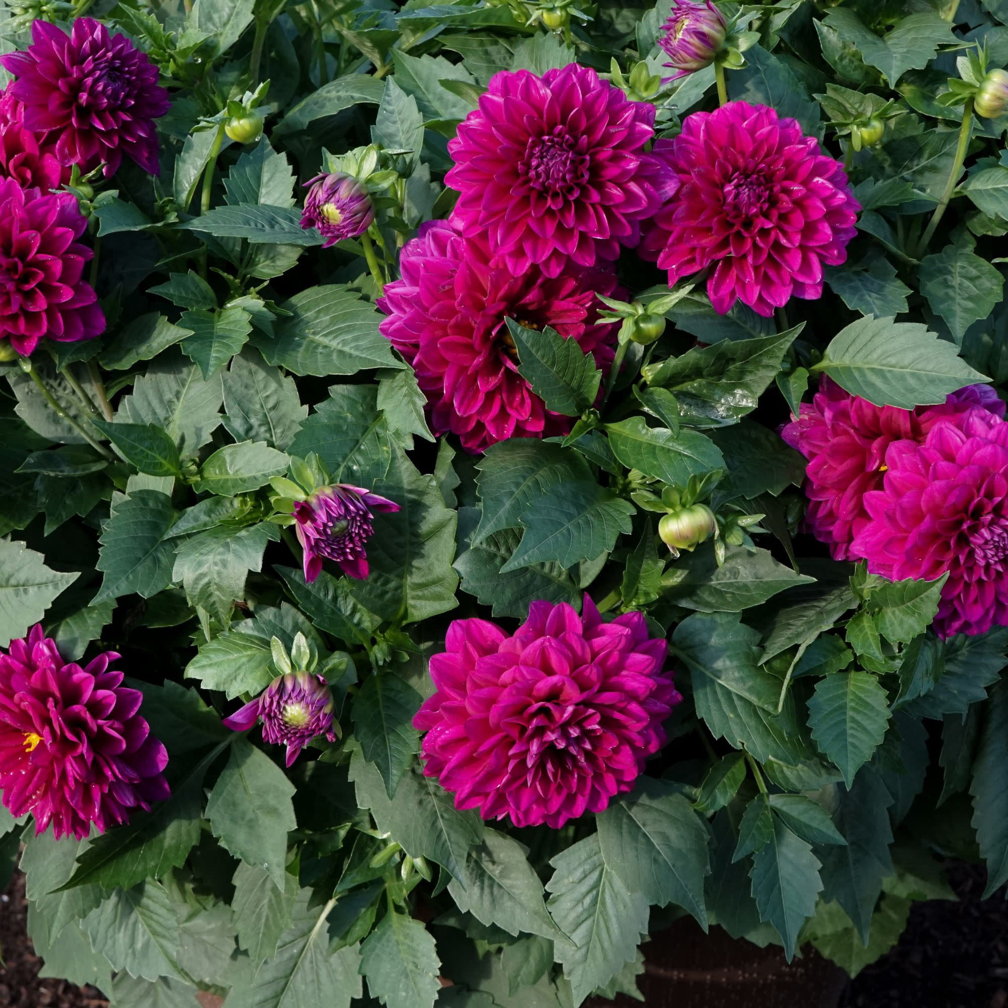 Proven Winners 8" Purple Virtuoso Vibrant Violet Dahlia Live Plant in 6.5" Pot