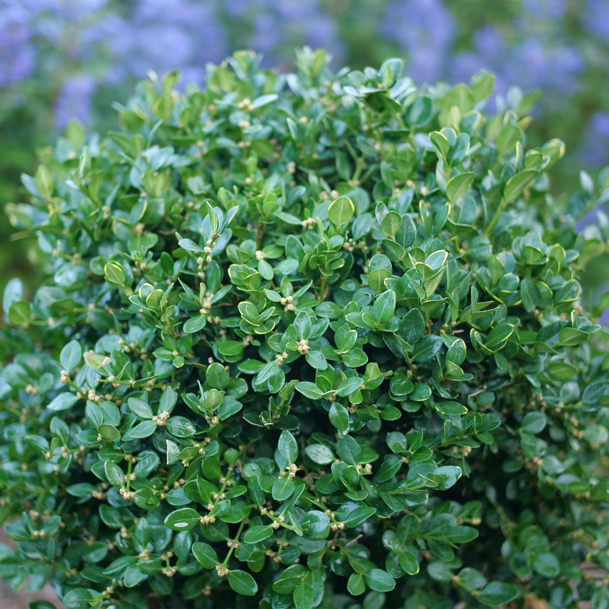 Proven Winners ColorChoice Neatball Boxwood Live Shrub (1 Gallon)