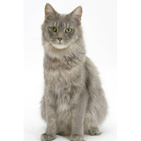 - Maine Coon Female Cat, Serafin, Sitting Print Wall Art By Mark Taylor