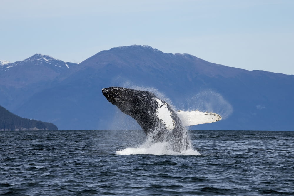 A Humpback Whale Breaches As It Leaps From The Calm Waters Of Stephens Passage Near Tracy Arm In Alaskas Inside Passage Admiralty Islands Forested Shoreline Beyond Tongass Forest Canvas Art - John Hyd