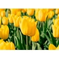 thumbnail image 4 of TomorrowSeeds - Yellow Triumph Dutch Tulip Bulbs - 25 Bulbs - For 2026 Planting Dutch Grown Tulips, 4 of 9
