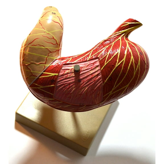 Human Stomach Model, 2 Parts, Three Dimensional, Sectional View  with Hand Painted Details - Mounted on Base, 5" x 5" x 7.5" - Eisco Labs