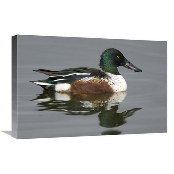 16 x 24 in. Northern Shoveler Male in Breeding Plumage, Kellogg Bird Sanctuary, Michigan Art Print - Steve Gettle