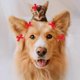 thumbnail image 1 of Inovra - Mini Hair Clips for Kids - Hair Accessories Hair Clips for Girls (Red) . - Hair A, 1 of 4