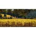 thumbnail image 3 of Crane, Rita 24x14 Black Modern Framed Museum Art Print Titled - Golden Vineyard I, 3 of 5