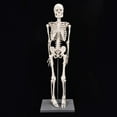 thumbnail image 3 of POCREATION Modèle de Squelette Humain - Modèle de Squelette Réplique Anatomique avec Base et Support, 3 of 8