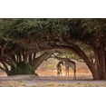 thumbnail image 2 of Damico, Giuseppe 18x13 White Modern Wood Framed Museum Art Print Titled - Giraffe - Namibia, 2 of 4