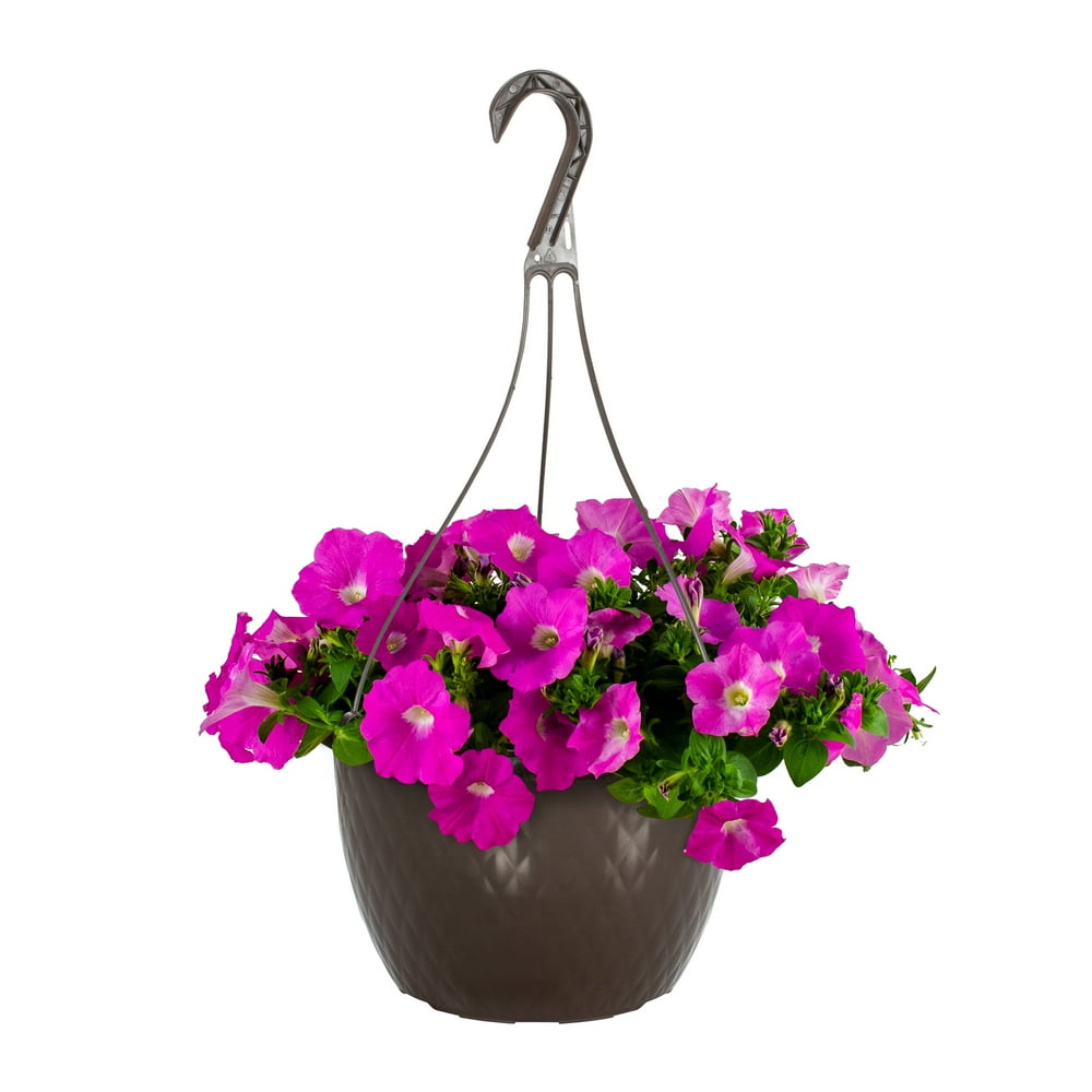 Expert Gardener 1.5 G Petunia Multi-color Live Plants with Hanging