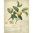 thumbnail image 2 of Descubes, A. 15x18 Gold Ornate Wood Framed with Double Matting Museum Art Print Titled - Descube Botanical I, 2 of 4