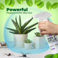 thumbnail image 3 of Aerosol repelente de arañas Mighty Mint, aceite de menta, 240 ml, paquete de 2, 3 of 7