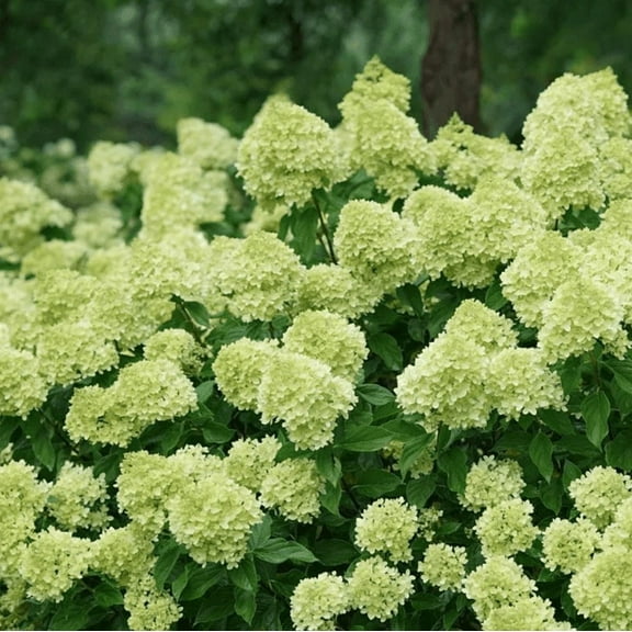 Little Lime Hydrangea Plant Live for Planting, Light Hydrangea Tree Live Plant Hydrangea Flowers 6 to 12 Inch Tall Quart Pot - Dormant in Winter
