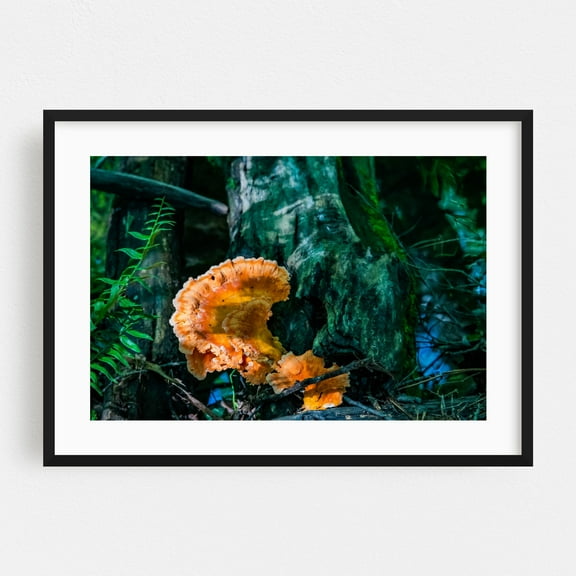 Chicken of the Woods Mushroom - York Pennsylvania Photography Nature Forest Woodland Botanical Scenic Wilderness Black Framed Wall Art Print 5 x 7 inches