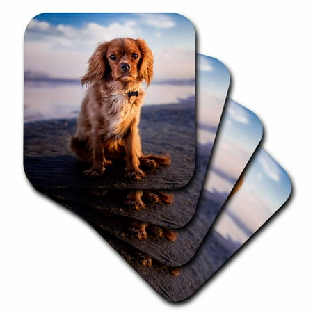 

Cavalier King Charles Spaniel Dog in the Free Nature set of 8 Coasters - Soft cst-296576-2