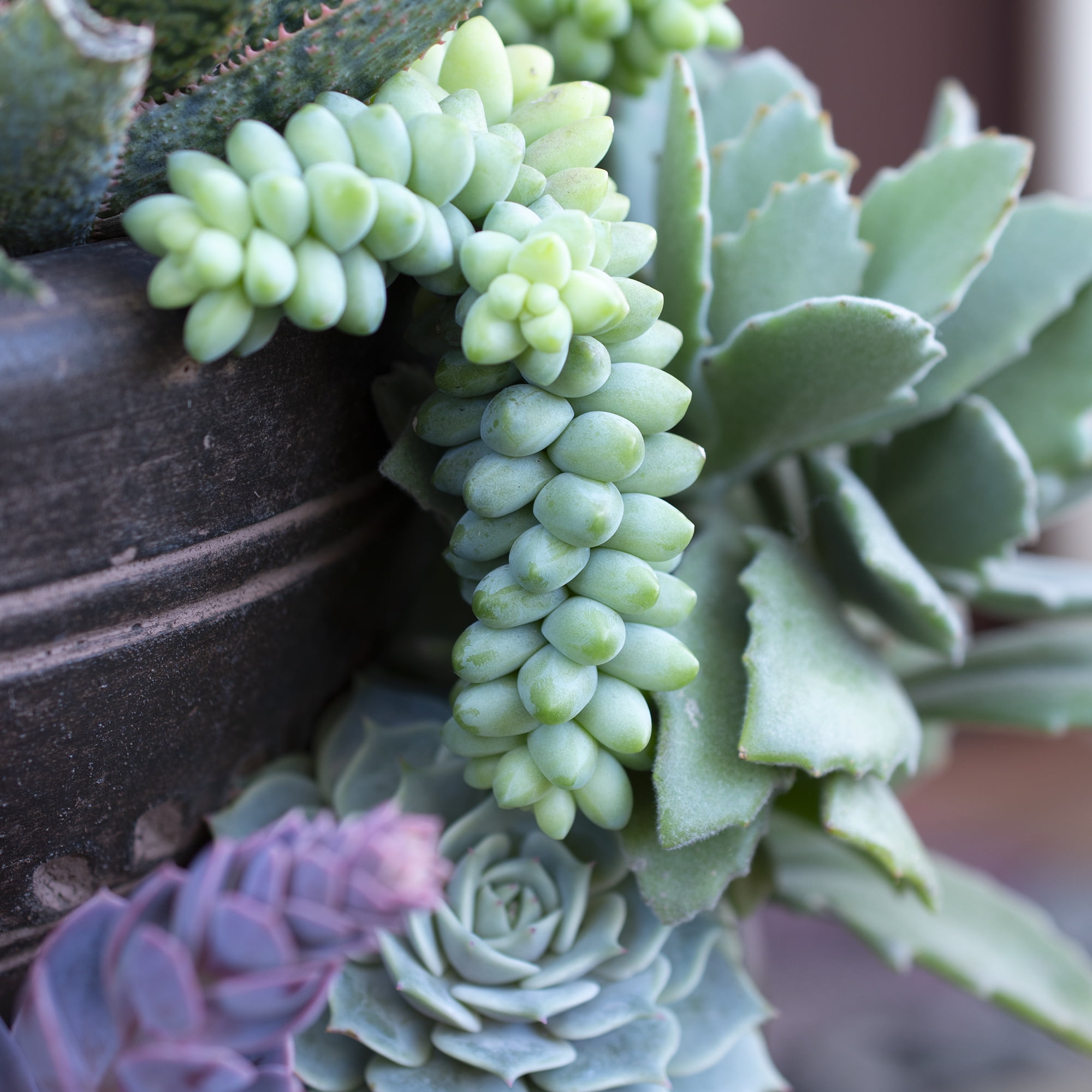 Element by Altman Plants Sedum Burrito Succulent, Live Houseplant, 6 in Hanging Basket