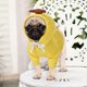 thumbnail image 4 of 2 Pieces Fruit Dog Hoodie Clothes,Cold Weather Sweatshirt Pet Coat for Puppy Small Medium Dogs CatssizeL, 4 of 4
