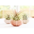 thumbnail image 4 of 3 Beautiful Air Plants w. Pink Sea Urchins Nautical Gift Beach Decor Coastal 2", 4 of 4