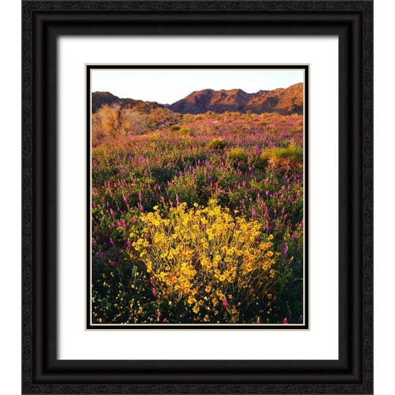 Talbot Frank, Christopher 26x30 Black Ornate Wood Framed with Double Matting Museum Art Print Titled - USA, California, Joshua Tree NP Wildflowers