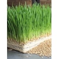 thumbnail image 4 of Cat Grass Mix, 4 oz - Grow Cat Grass Sprouts for your Cat. Seeds for Microgreens -Hard Red Wheat- Non GMO - Country Creek Acres LLC - Grown in The USA, 4 of 6