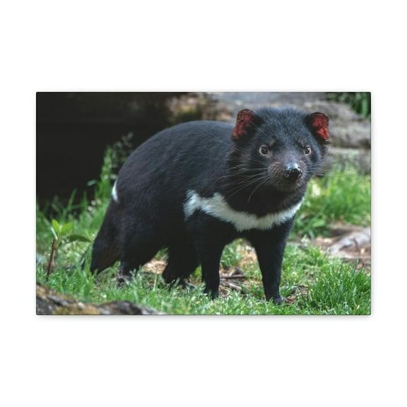 Majestic Tasmanian Devil Art Majestic Tasmanian Devil Print Animal Wall Art Wildlife Canvas Prints Wall Art Ready to Hang Unframed