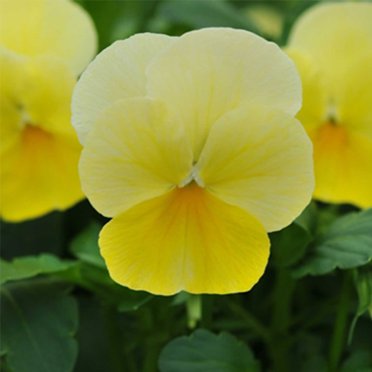 Viola Flower Garden Seeds - Sorbet F1 Series - Lemon Chiffon - 100 Seeds - Annual Flower Gardening Seeds