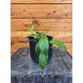 thumbnail image 3 of Aeschynanthus Lipstick Black Pagoda, 4" Plant, The Plant Farm, 3 of 4