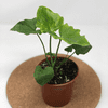 Philodendron selloum 'Hope' (Split Leaf) 4"