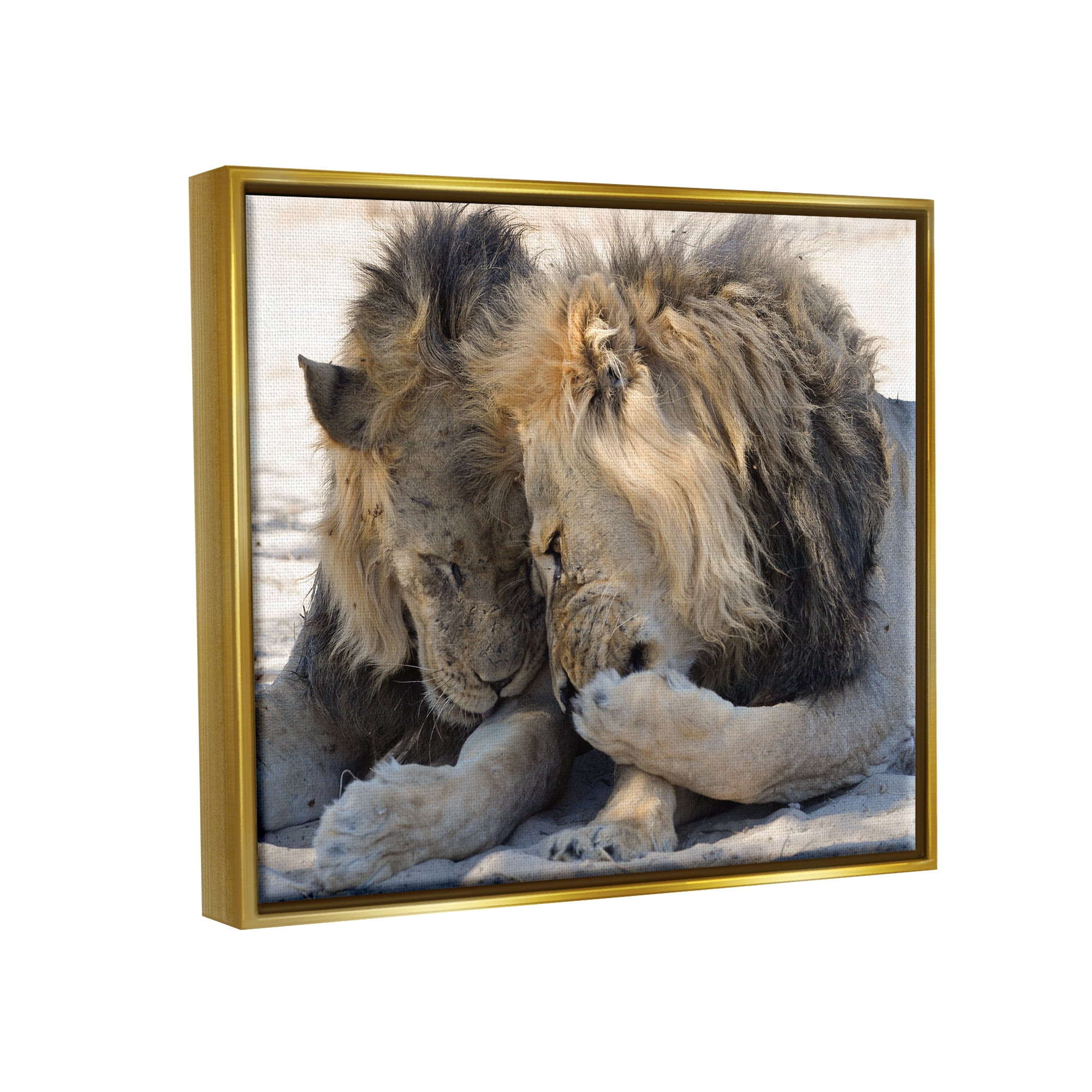 Stupell Industries Wildlife Gossip Lions Animals & Insects Photography Gold Floater Framed Canvas Art Print Wall Art, 21 x 17