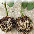 thumbnail image 4 of 3pcs Plant Rooting Sphere Graft Rooting Growing Box Breeding Crate for Garden Plants, 4 of 7