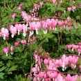 thumbnail image 4 of Pink Bleeding Hearts Flower - 2 Bare Roots - Attracts Butterflies, Bees & Hummingbirds-Spring Garden Perennial, 4 of 6