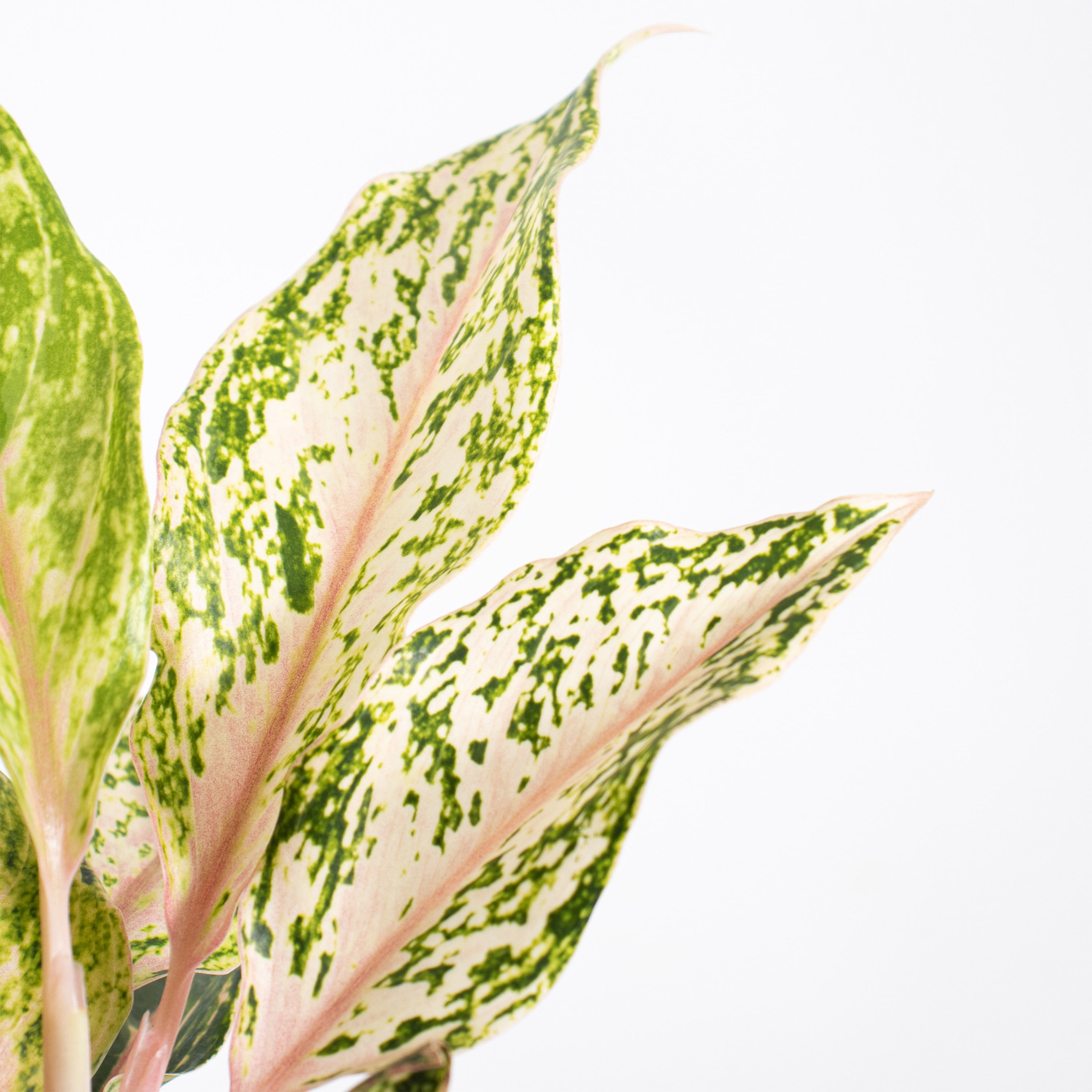 United Nursery Live Aglaonema Sparkling Sara Houseplant 12-14in Tall in 6-inch Premium Ecopot Dark Gray