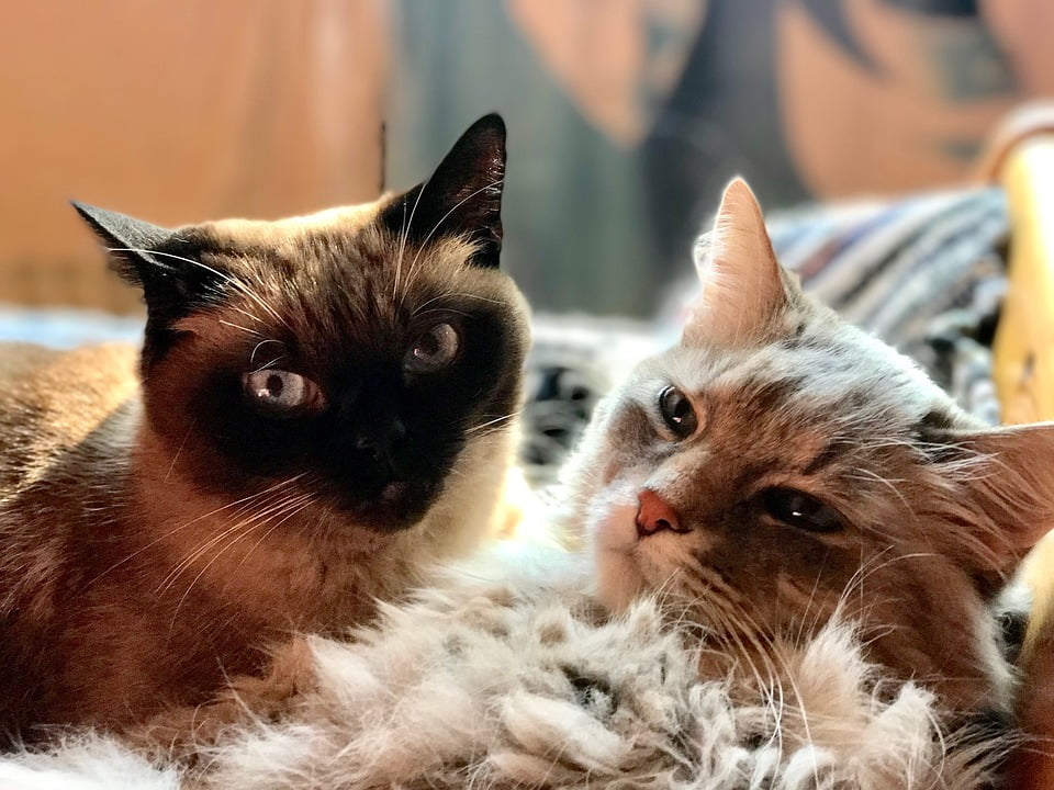 Kitten photos: найдено 90 изображений