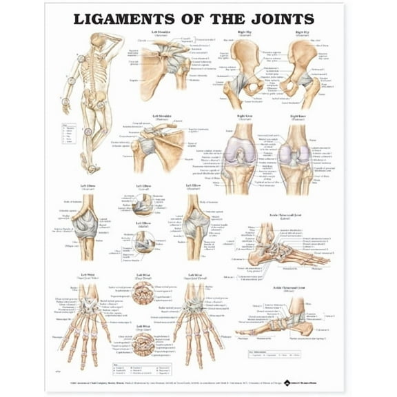 Ligaments of the Joints Anatomical Chart