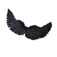 thumbnail image 1 of Accesorios de disfraces de alas de ángel de plumas de Halloween para niños, 31,5x15,7 pulgadas, Negro jinwen Disfraz de ala, 1 of 8