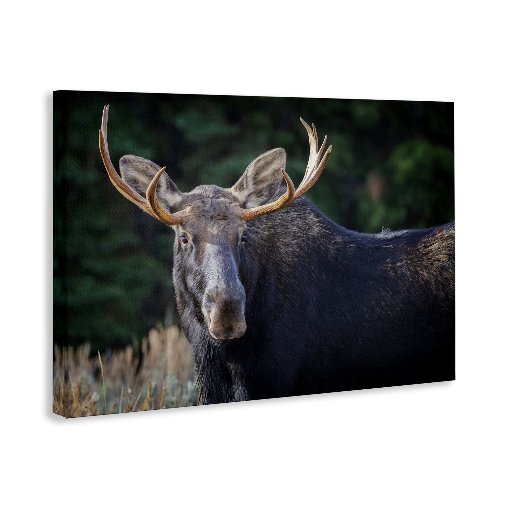 Stupell Industries Stoic Elk Portrait Animals Photography Wrapped Canvas Art Print Wall Art, 36 x 24