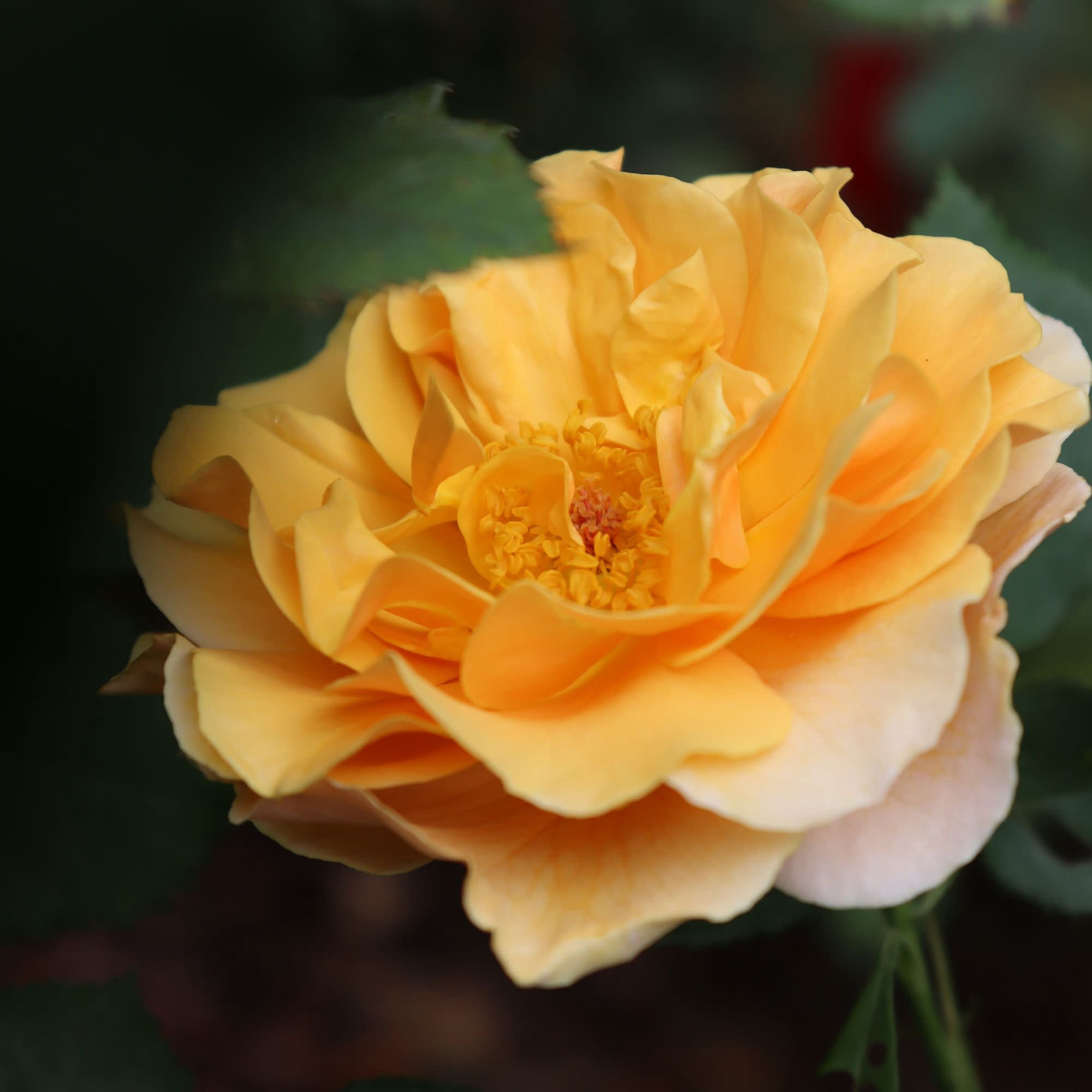 Proven Winners ColorChoice 5" Orange Rise Up Amberness Rose Live Plant in 4.5" Pot (4 Count)