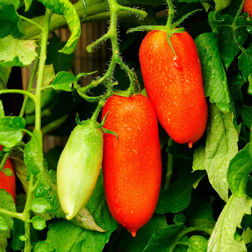 Tomato Garden Seeds San Marzano (Determinate) 1 Oz NonGMO, Heirloom, Vegetable Gardening