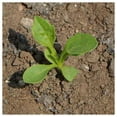 thumbnail image 5 of Everwilde Farms - 500 Powder Puff Mixed China Aster Garden Flower Seeds - Gold Vault Jumbo Bulk Seed Packet, 5 of 5