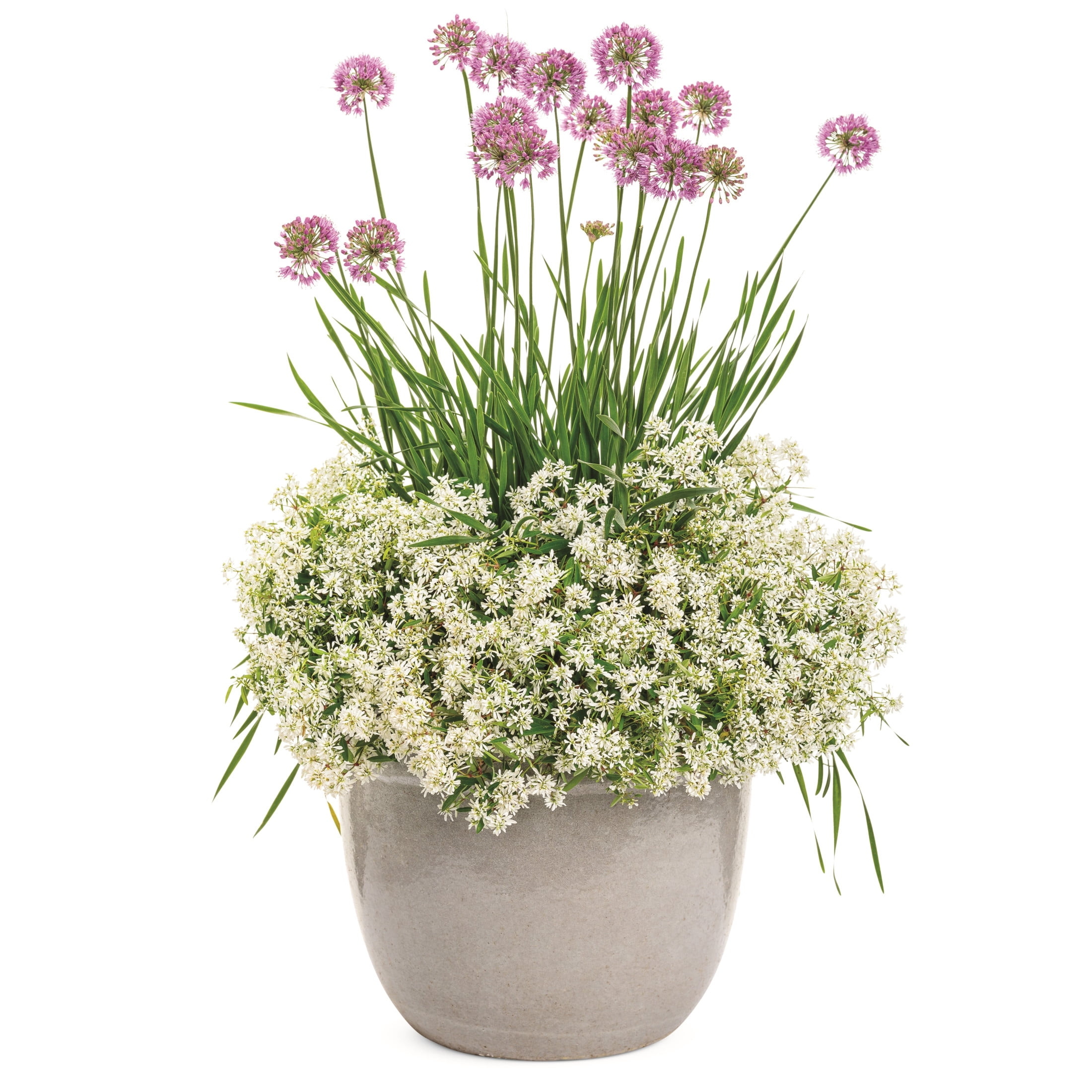 Proven Winners 6" Purple 'Serendipity' Ornamental Onion Live Plant in 6.5" Pot
